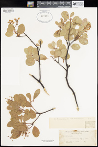 Arctostaphylos manzanita subsp. manzanita image