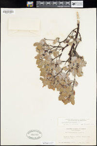 Arctostaphylos hookeri image