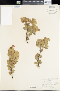 Arctostaphylos nummularia subsp. sensitiva image