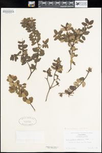 Arctostaphylos nummularia image