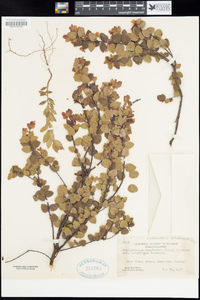 Arctostaphylos nummularia image