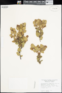 Arctostaphylos nummularia image