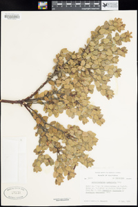 Arctostaphylos nummularia image