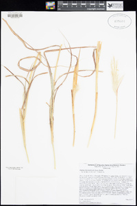 Bothriochloa barbinodis image