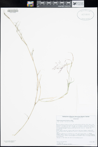 Muhlenbergia porteri image