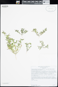 Acmispon maritimus var. brevivexillus image