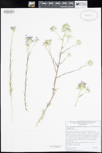 Eriastrum densifolium subsp. austromontanum image