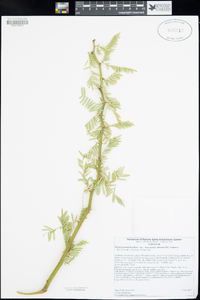 Prosopis glandulosa var. torreyana image