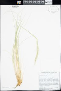 Pappostipa speciosa image