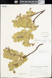 Arctostaphylos insularis image