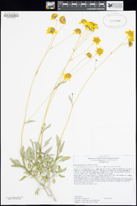 Encelia farinosa image