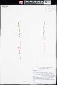 Amaranthus fimbriatus image