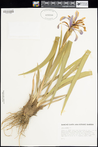 Iris spuria image