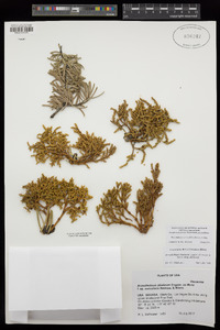 Arceuthobium abietinum subsp. abietinum image
