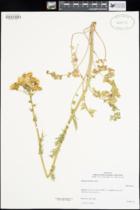 Senecio breweri image