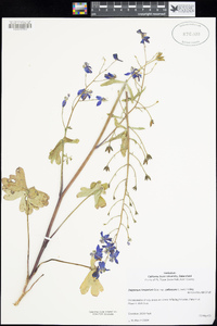 Delphinium hesperium image