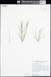 Aristida adscensionis image