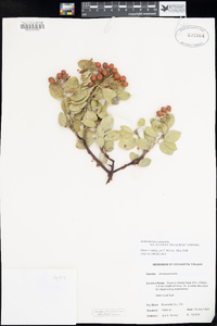 Arctostaphylos parryana image