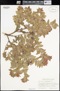 Arctostaphylos pajaroensis image