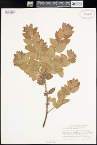 Arctostaphylos pajaroensis image