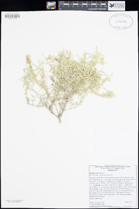 Buddleja utahensis image