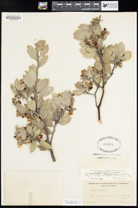 Arctostaphylos obispoensis image