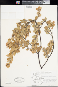 Arctostaphylos nummularia image