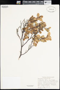 Arctostaphylos nummularia image