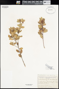 Arctostaphylos nummularia var. sensitiva image