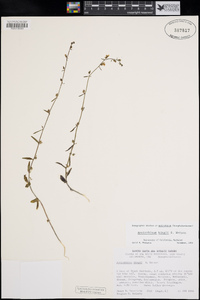 Antirrhinum kingii image