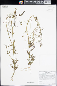 Antirrhinum kelloggii image