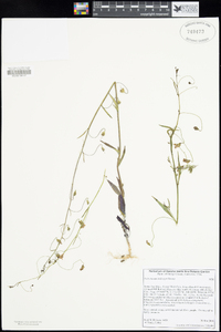 Antirrhinum kelloggii image