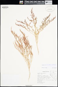 Suaeda calceoliformis image