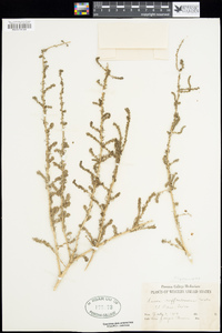 Suaeda suffrutescens image