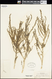 Suaeda suffrutescens image