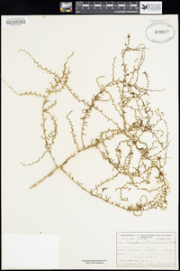 Suaeda suffrutescens image