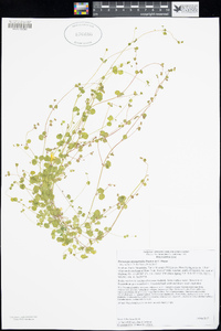 Pterostegia drymarioides image