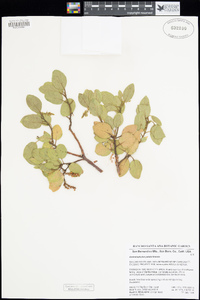 Arctostaphylos patula image