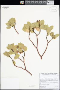 Arctostaphylos patula image