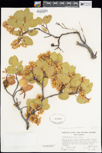 Arctostaphylos manzanita subsp. manzanita image