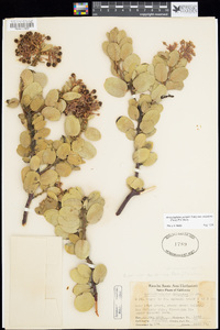 Arctostaphylos pringlei image