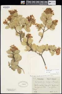 Arctostaphylos pringlei subsp. drupacea image