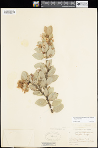 Arctostaphylos pringlei image