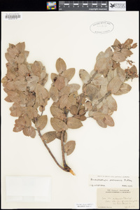 Arctostaphylos pechoensis image