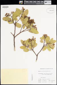 Arctostaphylos patula image