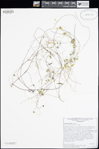 Neogaerrhinum filipes image