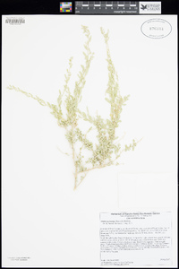 Atriplex polycarpa image