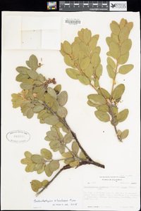 Arctostaphylos columbiana image