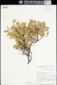 Arctostaphylos stanfordiana subsp. raichei image