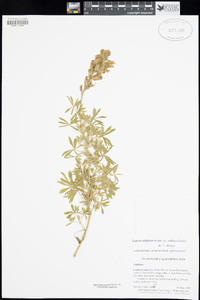 Lupinus albifrons var. collinus image